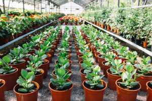 Growing dahlias – what you need to know