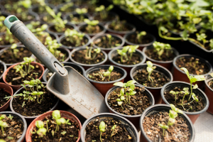 Plants that spread – the key to easy gardening