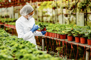 Where is the best place for the vegetable garden?