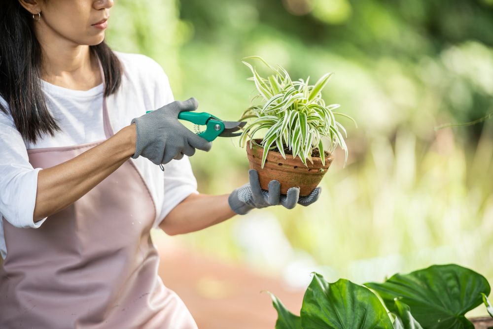 10 easy care evergreen pots for year round impact
