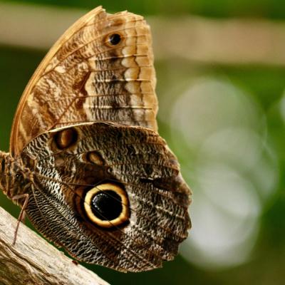 Closeup Shot Beautiful Butterfly Min