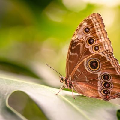 Closeup Shot Beautiful Butterfly Sitting Green Leaf Min