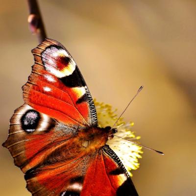 Colorful Butterfly Flower Min