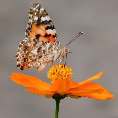 Yuichi Kageyama 4byfhyndod4 Unsplash